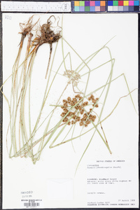 Cyperus pseudovegetus image