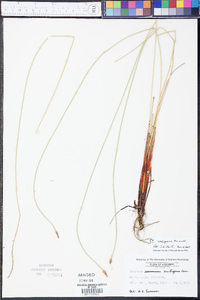 Eleocharis ambigens image