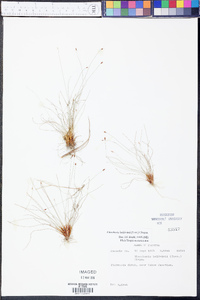 Eleocharis baldwinii image