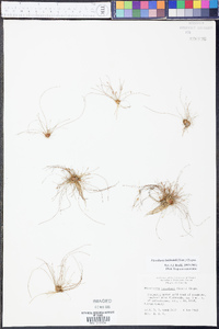 Eleocharis baldwinii image