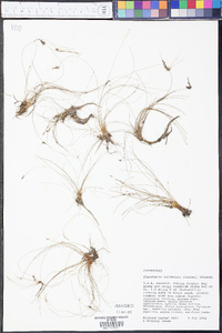 Eleocharis baldwinii image