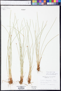 Eleocharis bifida image