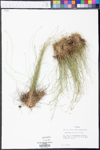 Eleocharis brittonii image