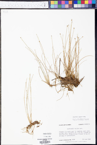 Eleocharis albida image