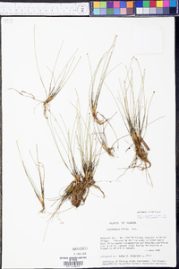 Eleocharis albida image