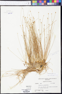 Eleocharis albida image