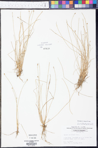 Eleocharis albida image