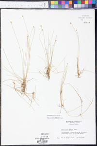 Eleocharis albida image