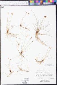 Eleocharis albida image