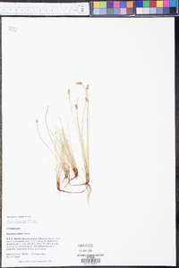 Eleocharis albida image