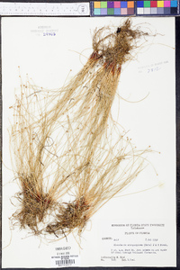 Eleocharis atropurpurea image