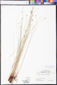 Eleocharis montevidensis image