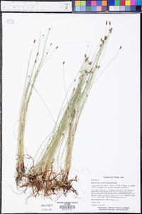 Eleocharis montevidensis image