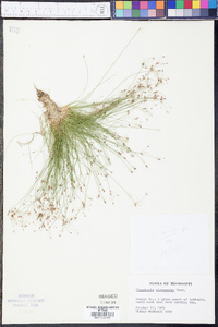 Eleocharis microcarpa image