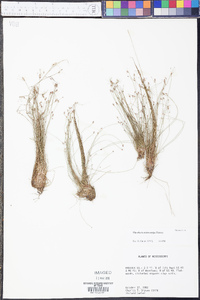 Eleocharis microcarpa image