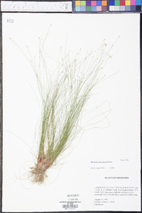 Eleocharis microcarpa image