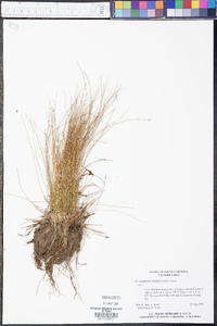 Eleocharis microcarpa image