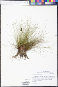 Eleocharis microcarpa image