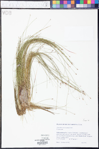 Eleocharis microcarpa image