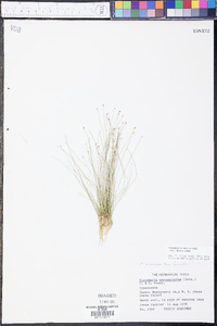 Eleocharis microcarpa image