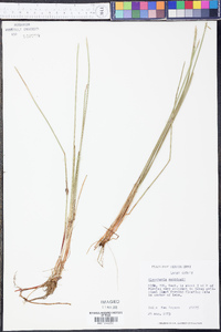 Eleocharis robbinsii image