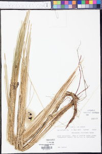 Eleocharis robbinsii image