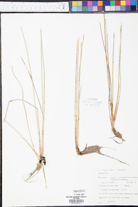 Eleocharis robbinsii image