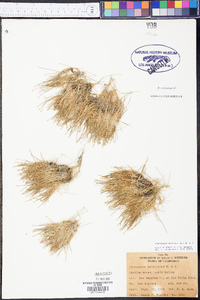 Eleocharis radicans image