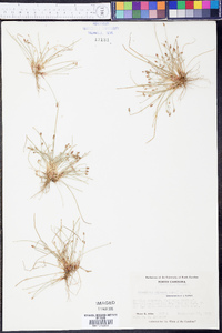 Eleocharis olivacea image