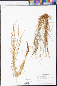 Eleocharis olivacea image