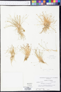 Eleocharis olivacea image