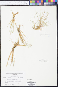 Eleocharis olivacea image