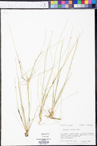 Eleocharis olivacea image