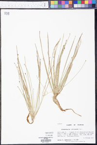 Eleocharis olivacea image