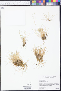 Eleocharis olivacea image