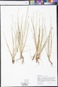 Eleocharis olivacea image