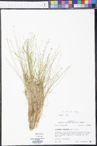 Eleocharis olivacea image