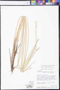 Eleocharis quadrangulata image