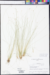 Eleocharis tortilis image