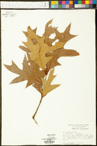 Quercus laevis image