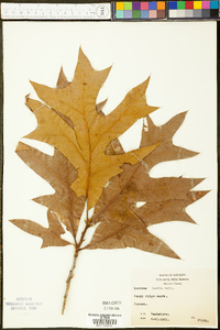 Quercus laevis image