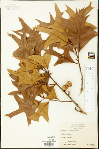 Quercus laevis image