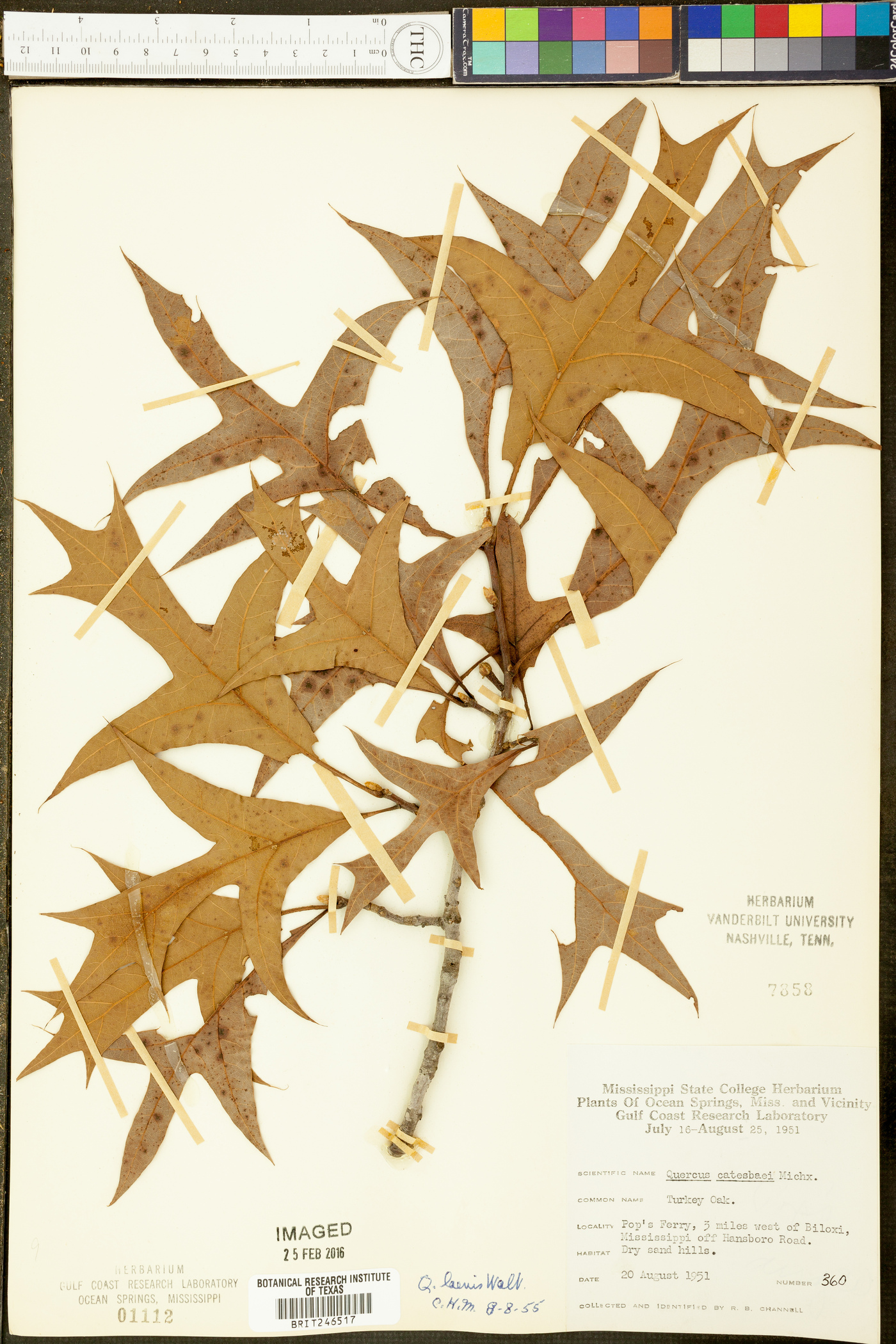 Quercus laevis image