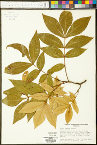 Carya texana image