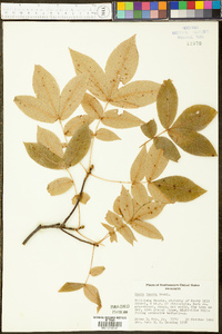 Carya texana image