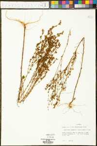 Hypericum drummondii image