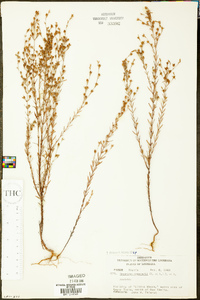 Hypericum drummondii image