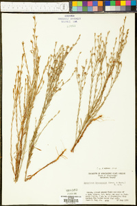 Hypericum drummondii image