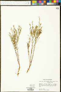 Hypericum drummondii image