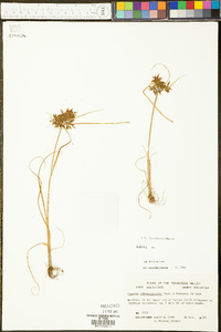 Cyperus flavicomus image